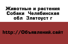 Животные и растения Собаки. Челябинская обл.,Златоуст г.